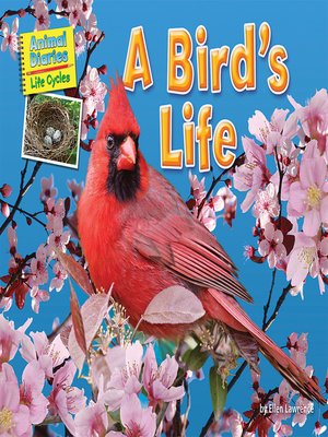 cover image of A Bird's Life